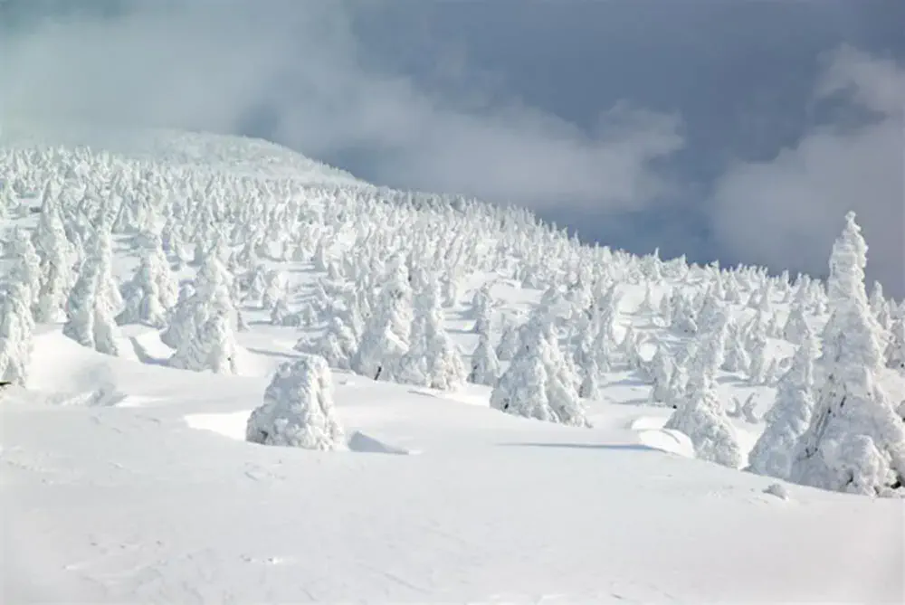 2020-春節旅遊-日本-東北山形藏王樹冰