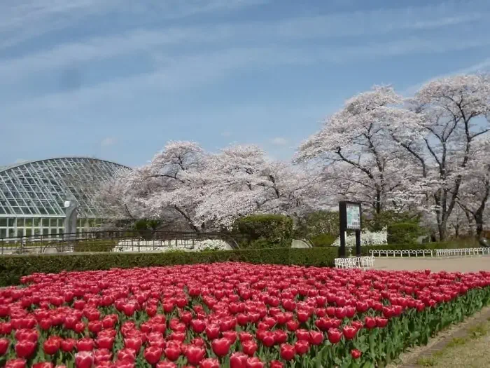 京都賞櫻景點-京都府立植物園