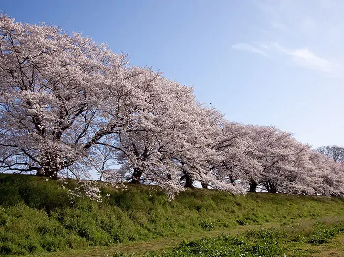 京都櫻花-澱川河川公園