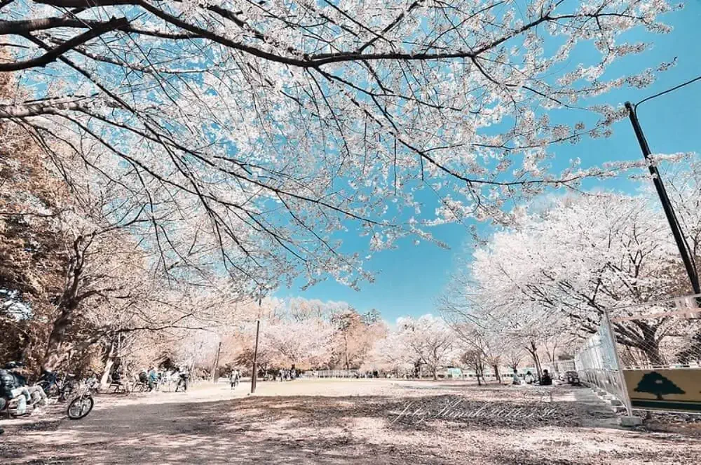 東京櫻花-井之頭公園