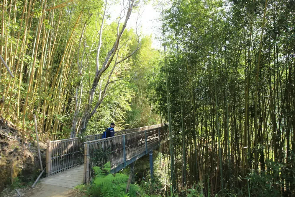 司馬庫斯-桂竹林步道