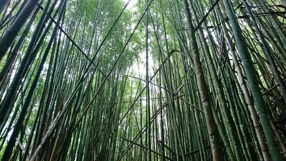 司馬庫斯-桂竹林步道
