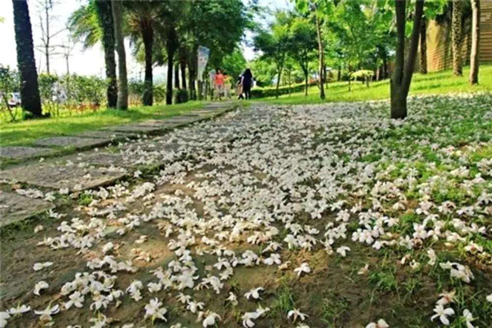 油桐花景點-桃園市客家文化館
