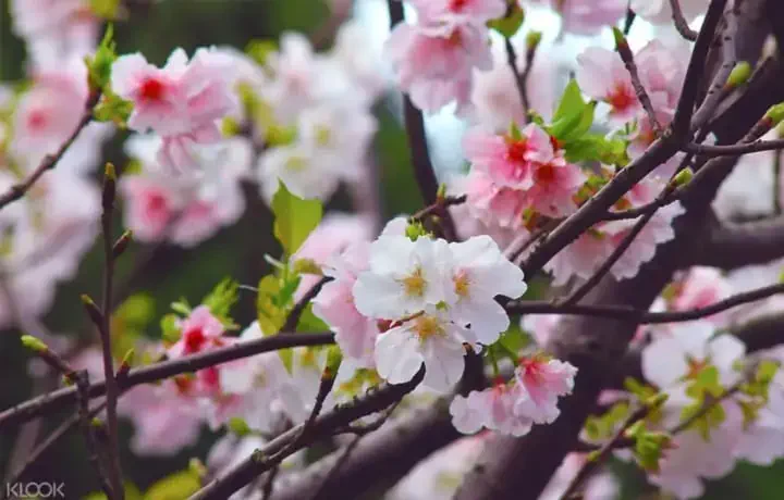 台北週末景點-陽明山花季