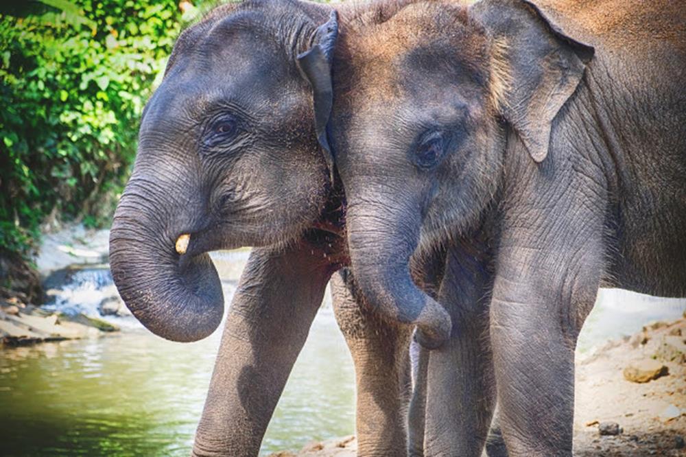 Baby asia elephant in Maesa, Chiangmai Thailand.