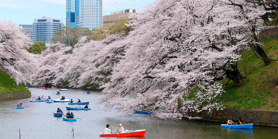 東京櫻花