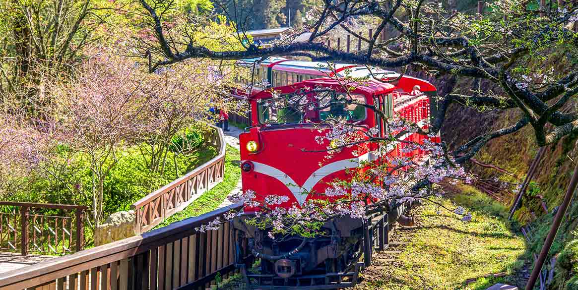 阿里山櫻花