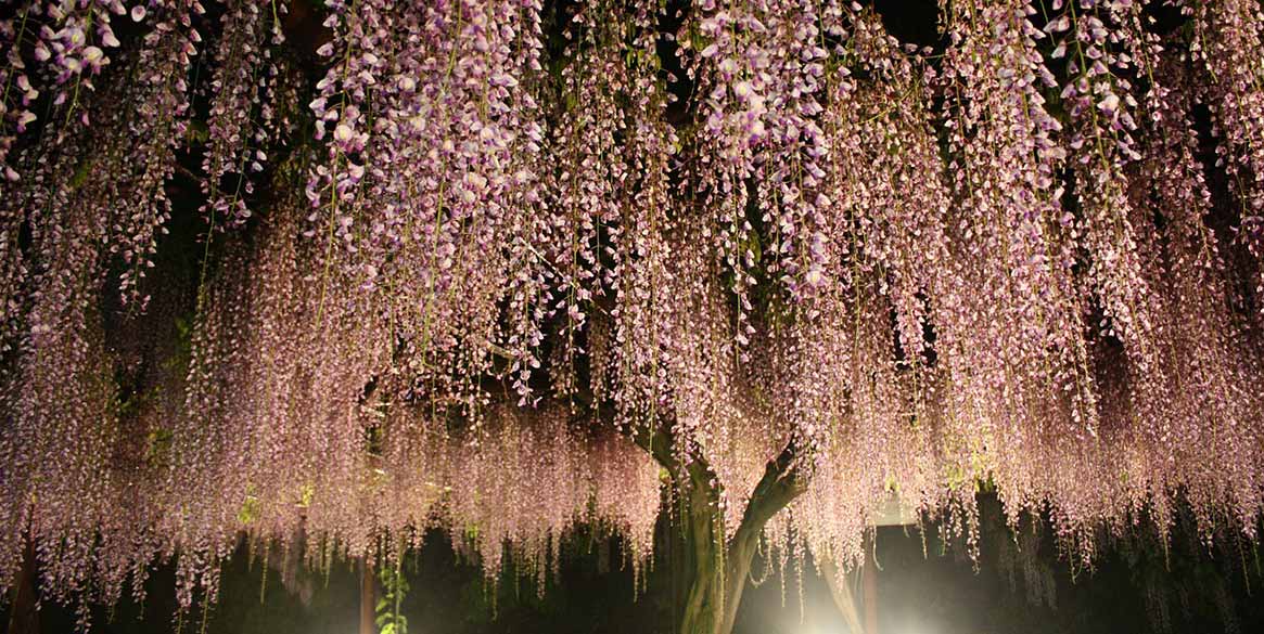 Wisteria japan