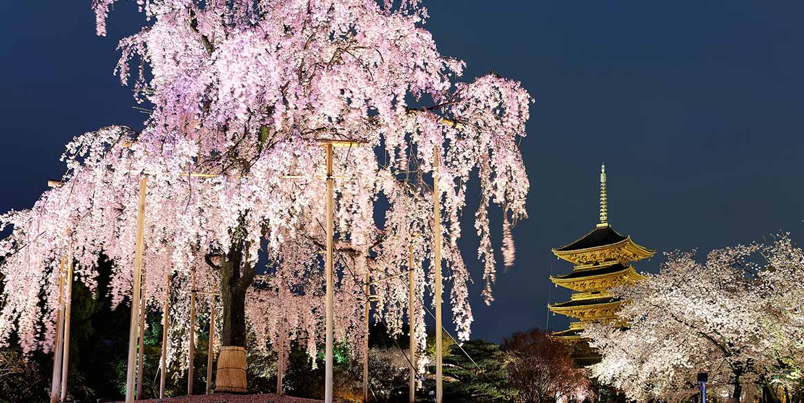 Kyoto-cherry-blossom