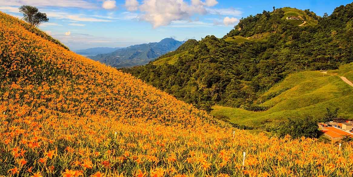 六十石山 金針花