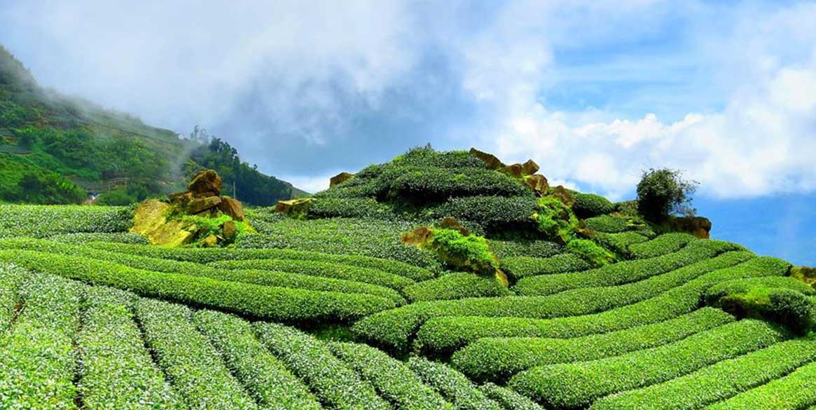 南投茶田