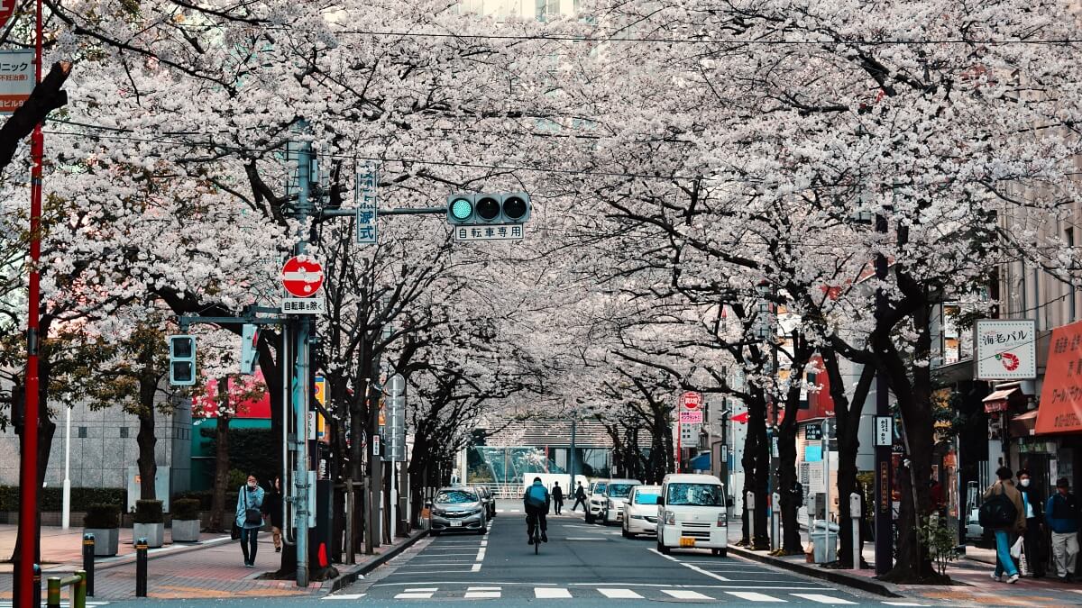 東京賞櫻-景點