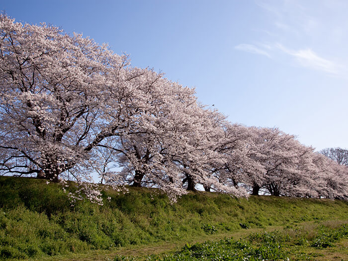 京都櫻花-澱川河川公園