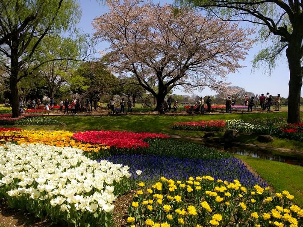 東京賞櫻-國營昭和紀念公園