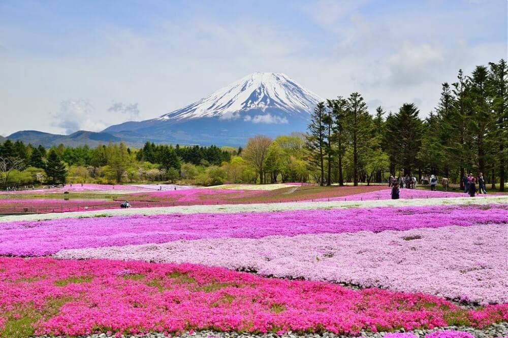 富士山-景點-五合目芝櫻祭