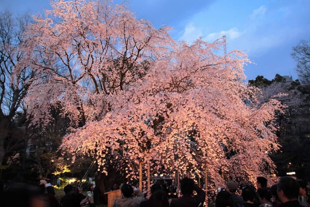 東京櫻花-六義園