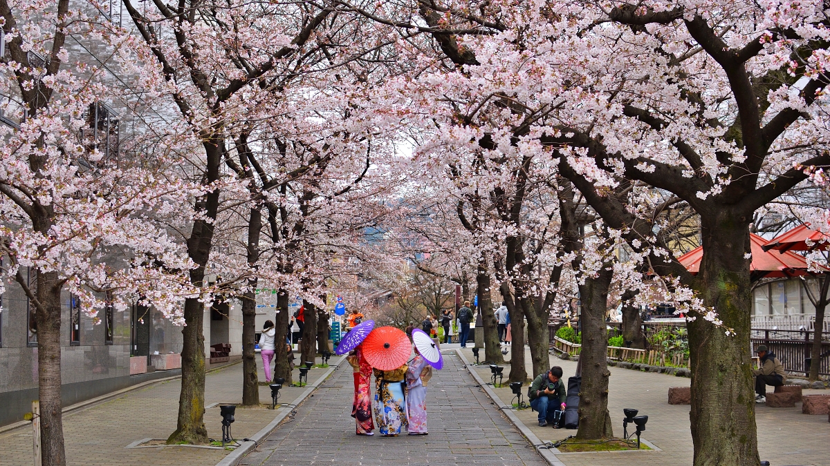 京都賞櫻景點