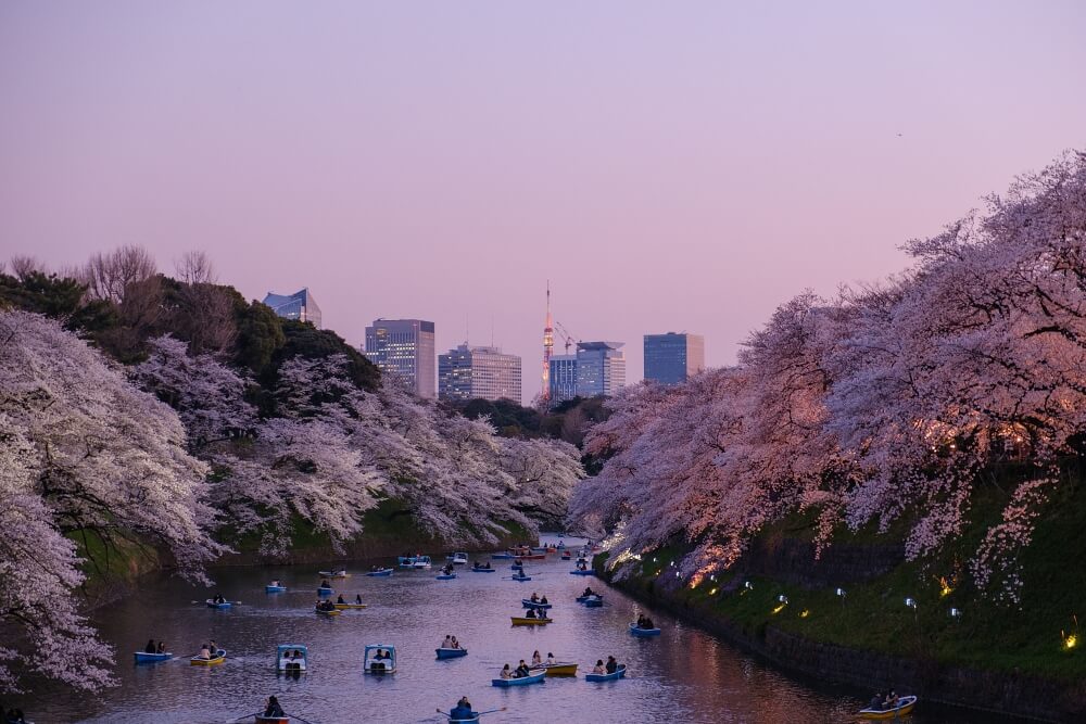 東京賞櫻-千鳥ヶ淵