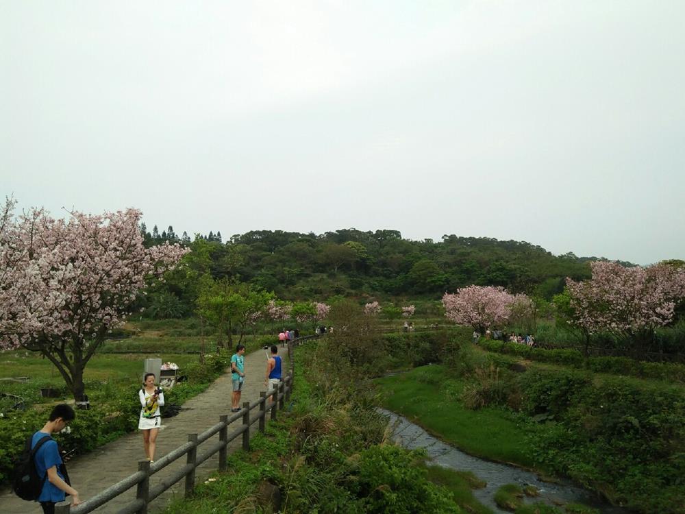 台北賞櫻景點-三芝三生步道