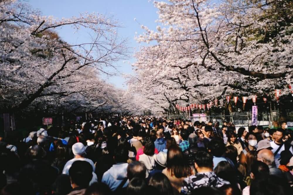 東京賞櫻-上野恩賜公園