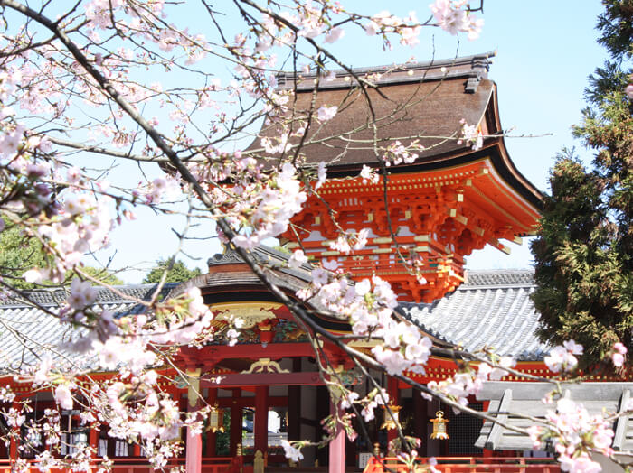 京都櫻花-石清水八幡宮