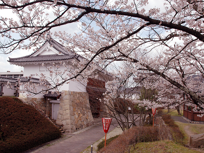 京都櫻花-舞鶴公園