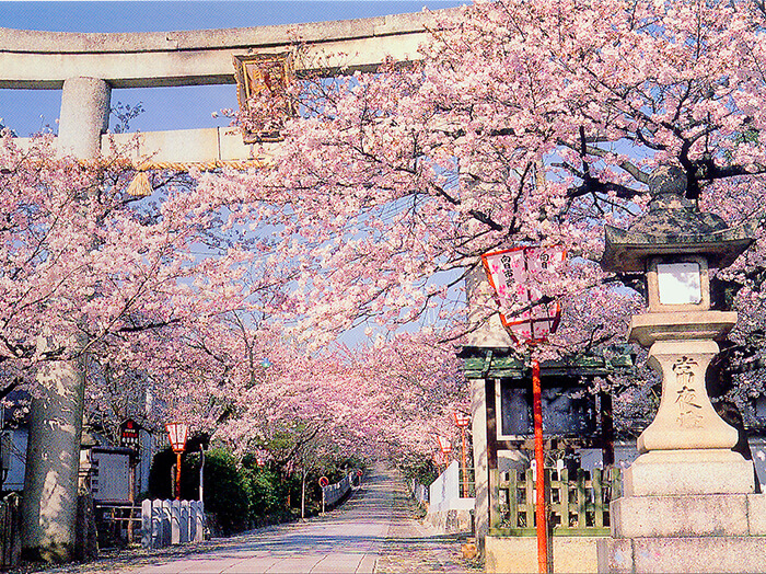 京都櫻花-向日神社