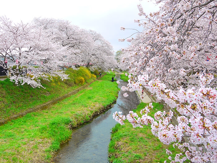 京都賞櫻景點-玉川河岸