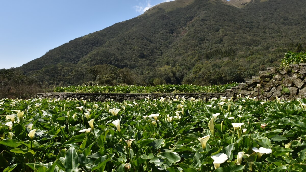 陽明山竹子湖海芋