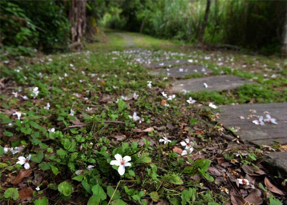 油桐花景點-苗栗鹿廚坑賞桐步道