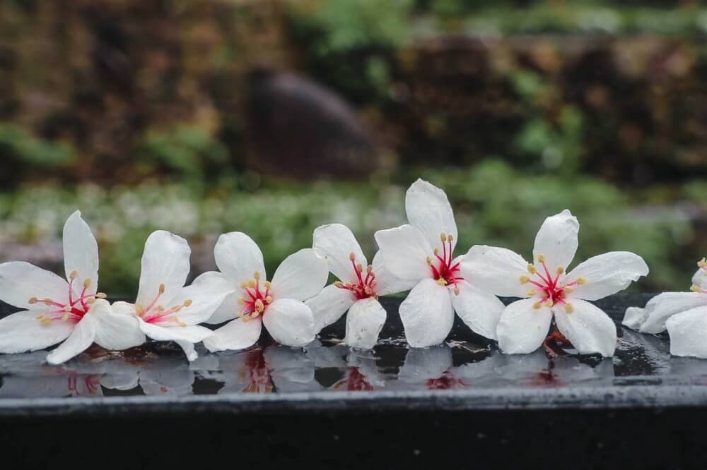 油桐花景點