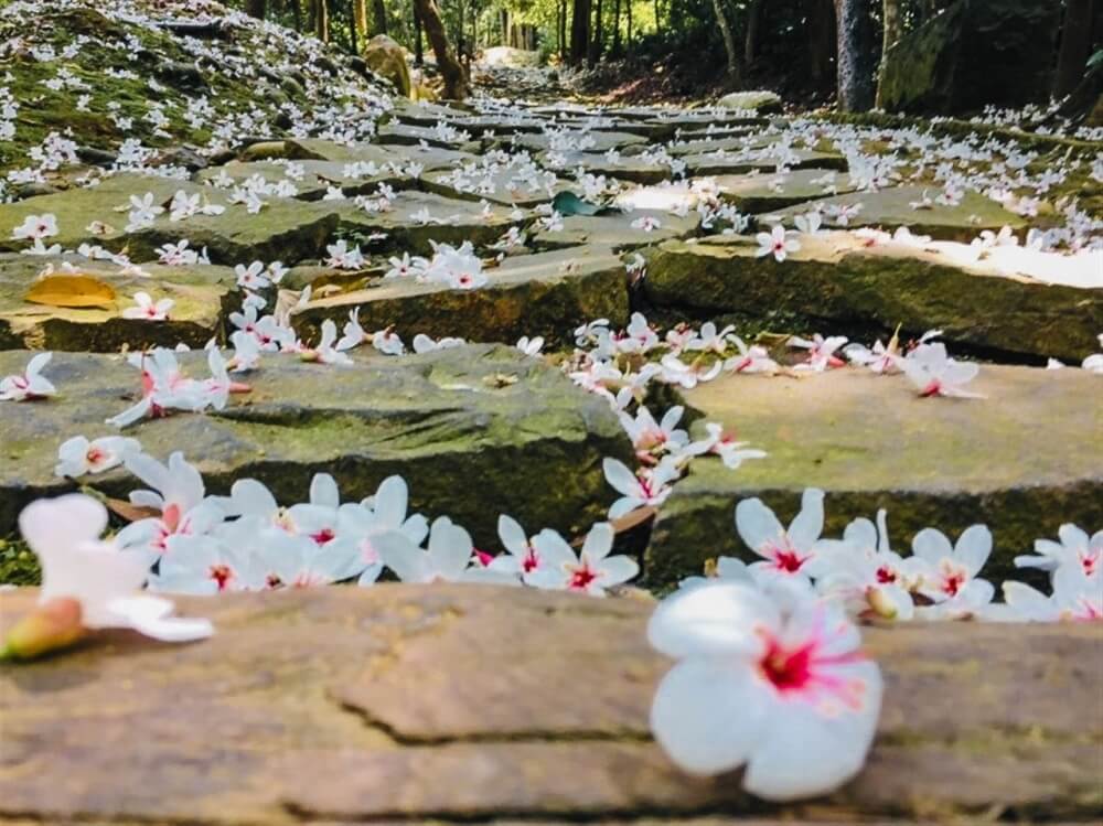 油桐花步道-齋明寺古道