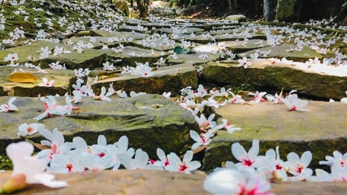 油桐花景點-步道