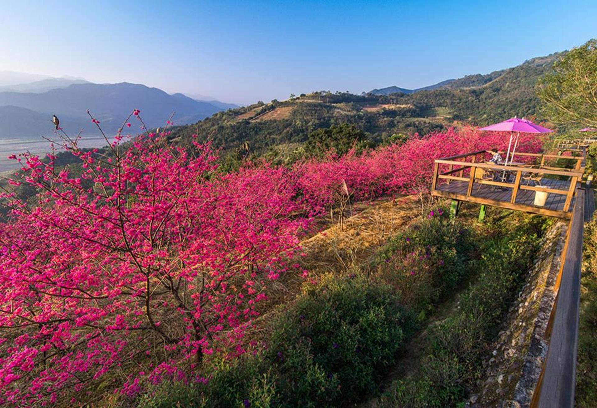 雅盧景觀渡假別墅,賞櫻泡湯住宿,賞櫻溫泉, 賞櫻溫泉泡湯, 賞櫻 溫泉飯店, 賞櫻溫泉旅館