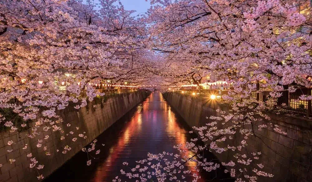 東京 櫻花