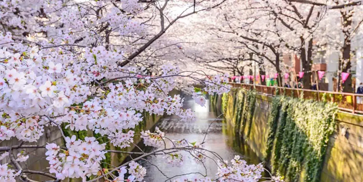 日本賞櫻