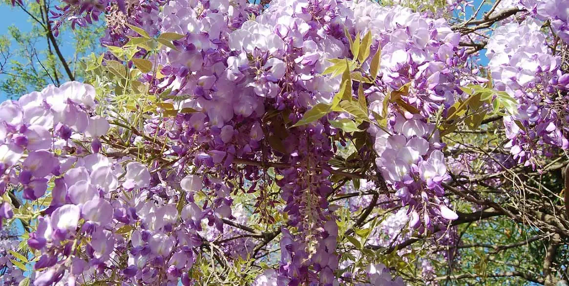 紫藤花