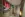preload